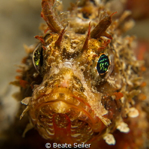 Juvenile scorpionfish by Beate Seiler 